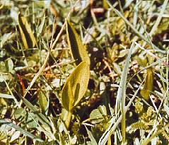 Adder's tongue fern