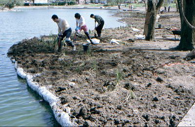 Planting at Baffins Pond, 1st May 1994