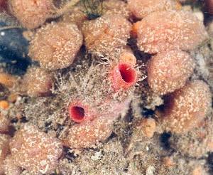 Baked Bean sea squirt, and  Morchellium argus