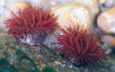 Beadlet anemones