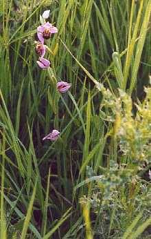 Bee Orchid