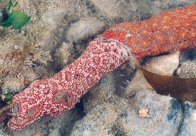 Botryllus schlosseri on seaweed