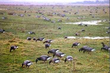 The main fields at Farlington Marshes