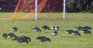 Brent Geese at Farlington Playing Fields