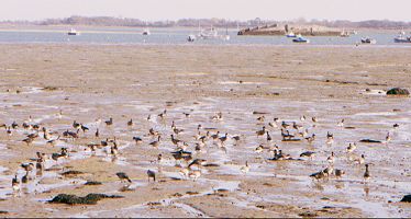 Geese in Langstone Harbour, with the Mulberry Harbour in the distance