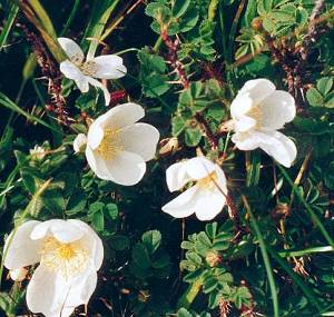 Burnet Rose, on 15th May