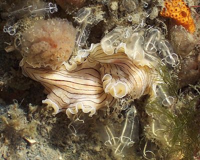 Candy-stripe Flatworm