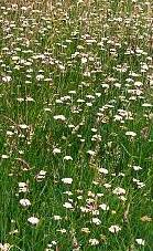 Corky-fruited Water Dropwort