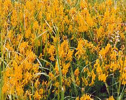 Dyers Greenweed. It was used to give a good yellow dye.