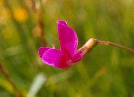 Grass Vetchling