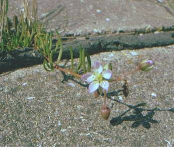 Greater Sea Spurrey on sea-wall