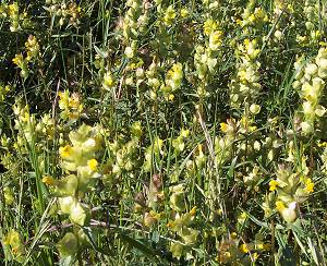 Yellow Rattle in flower