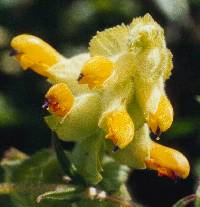 A Yellow Rattle, new to Britain