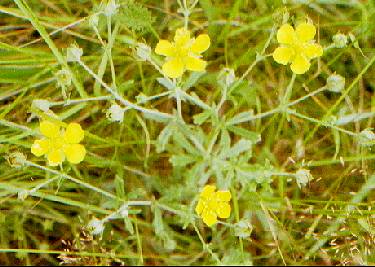 Hoary Cinquefoil, July 2002