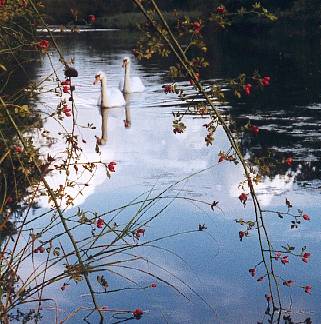 One of the freshwater lakes,
 home to swans, wildfowl, fish and unwanted terrapins.