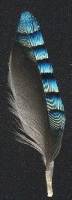 A Jay feather