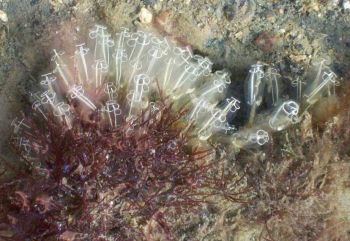 Light-bulb Sea Squirts