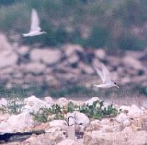 Little Terns