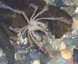 Long-legged Spider Crab