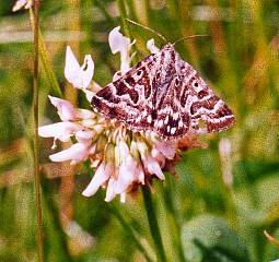 Mother Shipton moth on White Clover