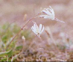 Nottingham Catchfly on the beach