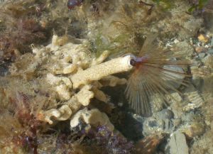 Peacock Worm