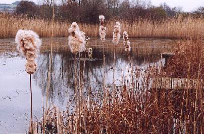 Bulrushes in February