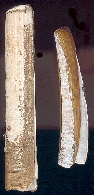 Grooved and Common Razor Shells 