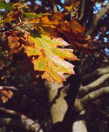 Red Oak changing colour in Autumn