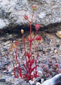 Rue-leaved Saxifrage and Thick-leaved Stonecrop