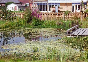 School Pond