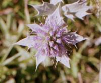 Sea Holly