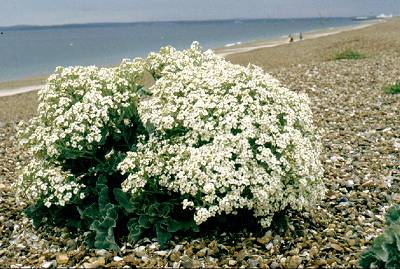 Sea Kale on the storm ridge