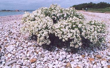 Sea Kale and Slipper Limpets