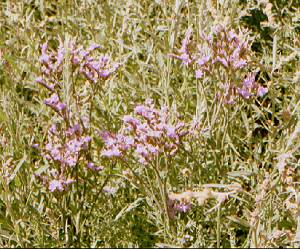 Sea Lavender