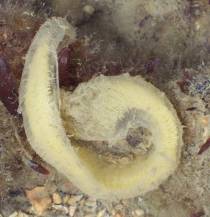 Eggs of a Sea Slug