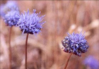 Sheep's bit, with a lot of dry grass.
 It's called Sheep's bit Scabious in some books,
 but it isn't a Scabious.