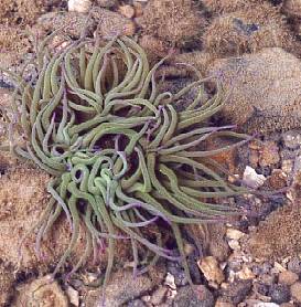 Snakelocks Anemone