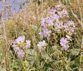 Soapwort in flower in July near the sea-wall