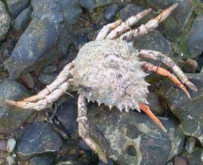 Spiny Spider Crab