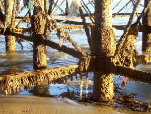 under the pier