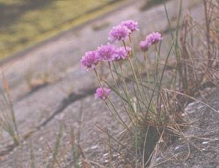 Thrift on sea-wall