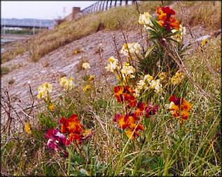 Wallflowers next to
 the Eastern Road