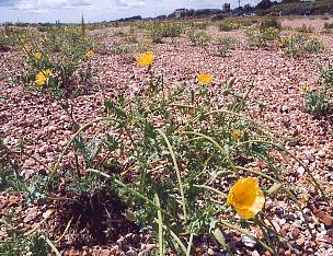 Yellow Horned-poppy